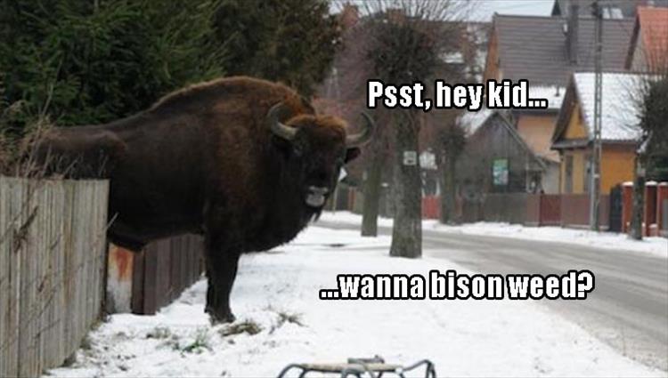 Psst, hey kid. Wanna bison weed?