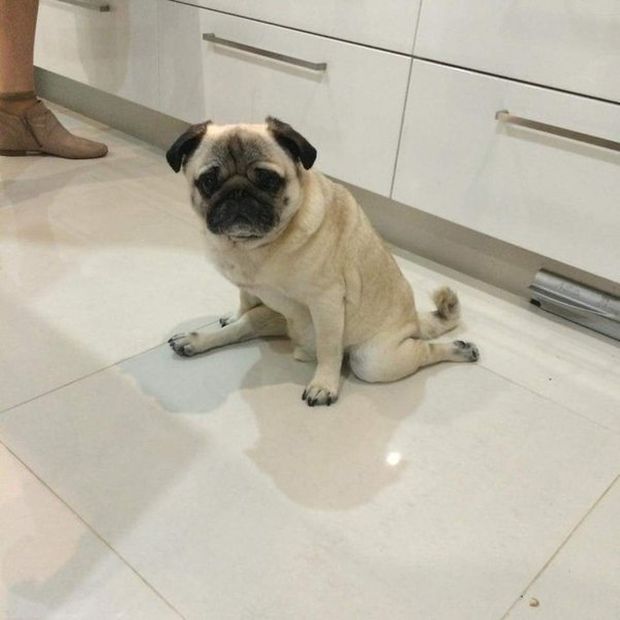 A very flexible pug doing the splits.