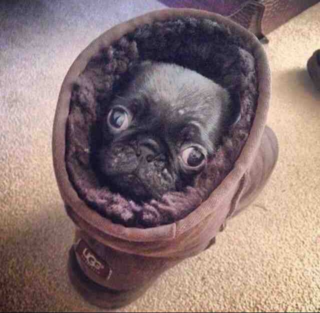 Pug in an Ugg.