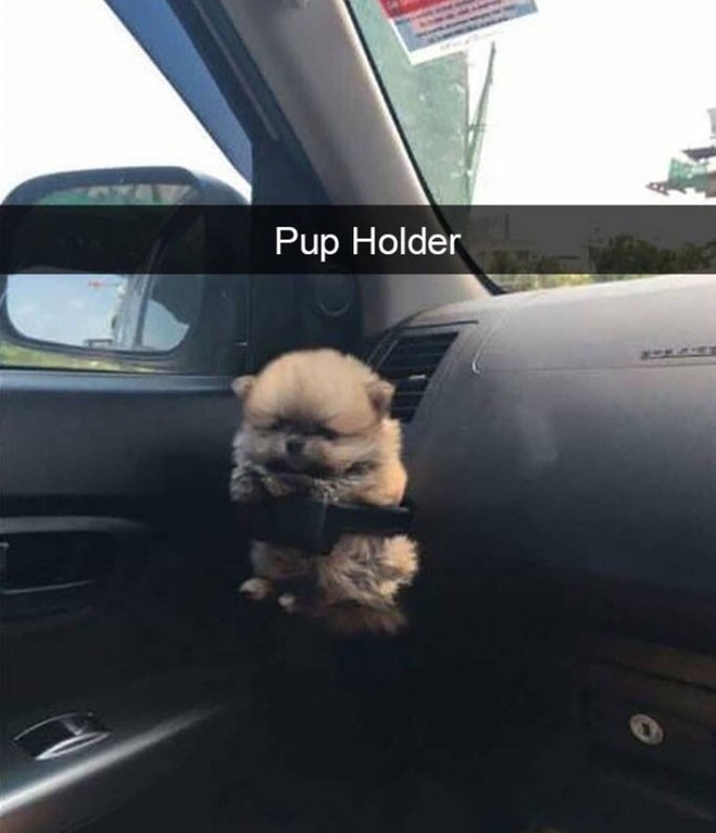 Pup holder.