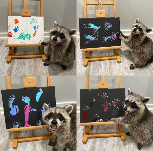 Raccoon art.