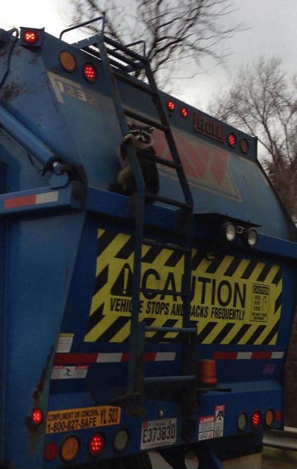Raccoon holding on for dear life on the back of a garbage truck.