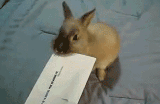 Receiving Bills In The Mail Becomes Fun When You Have A Cute Little Rabbit That Opens Them For You