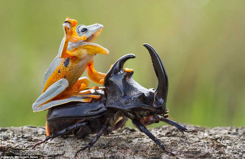 Frog riding beetle rodeo style.