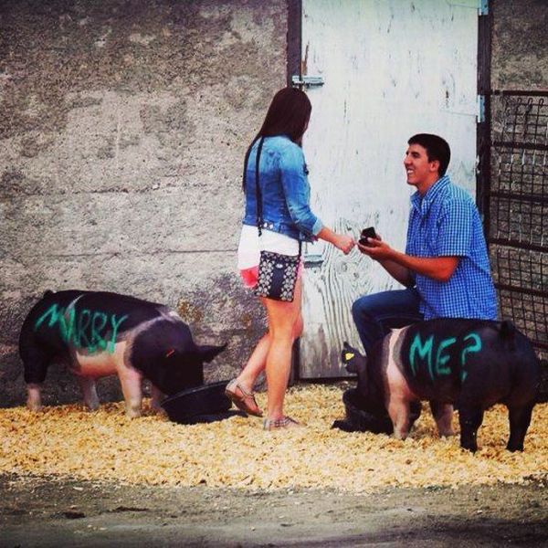 Romantic Wedding Proposals Don't Usually Involve Pigs