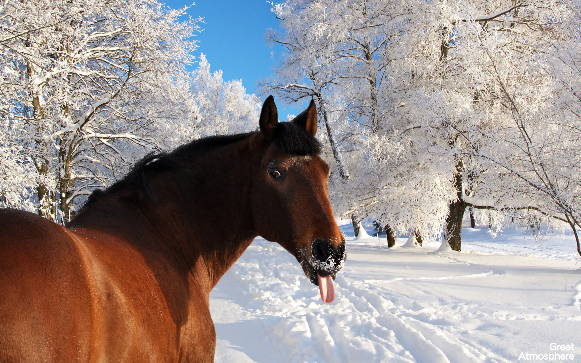 This horse ruins an otherwise absolutely beautiful picture by sticking its tongue out.