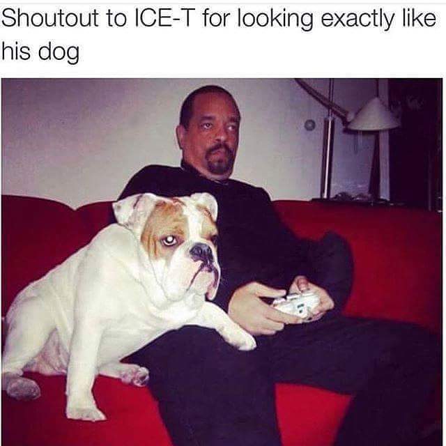 Shoutout to Ice-T for looking exactly like his dog.