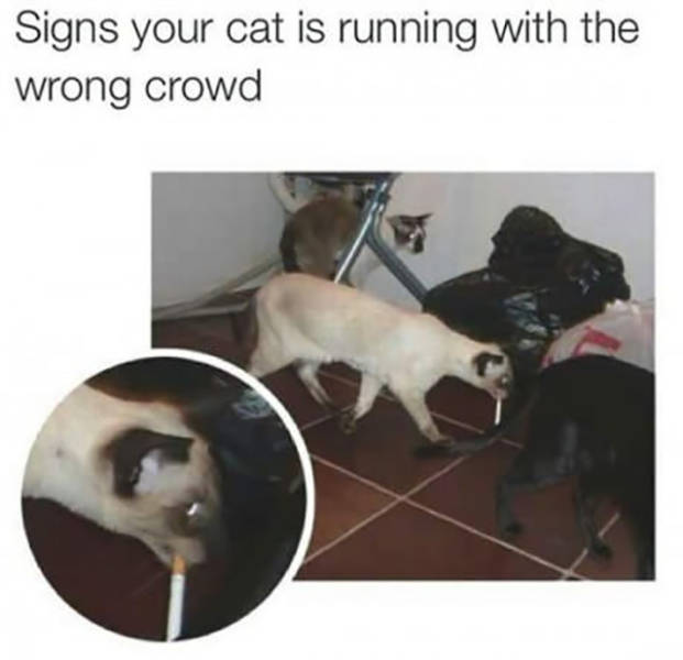 Signs your cat is running with the wrong crowd.