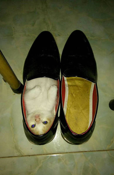 So I went to put my shoes on and found this.