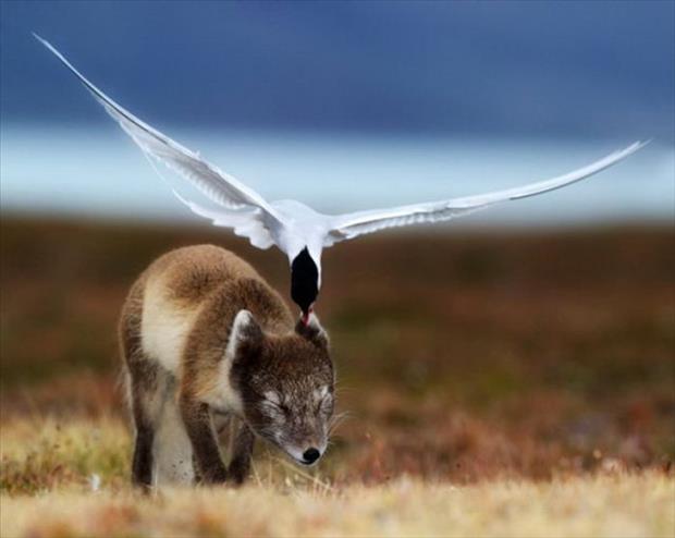 So this is how animals get their ears pierced in the wild