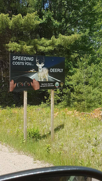 Speeding costs you deerly.