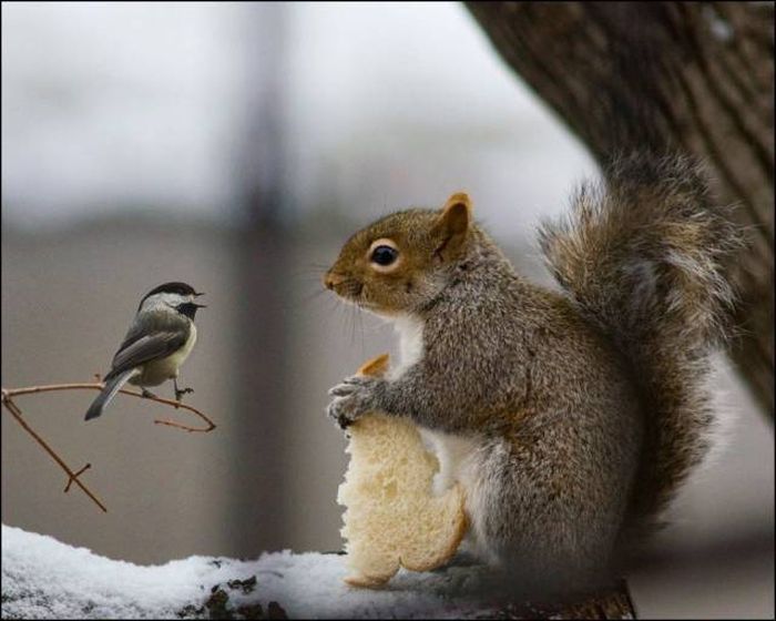Squirrel is not interested in sharing his bread.