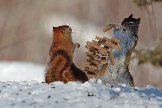 Squirrel Jenga.