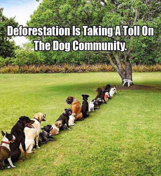 Stop deforestation now! Do it for the dogs!
