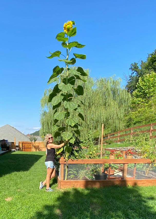 Sunflower on steroids.