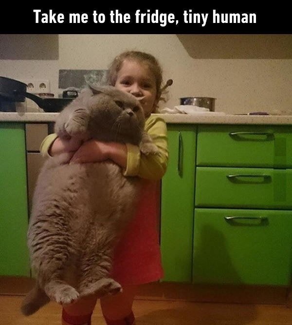 Take me to the fridge, tiny human.