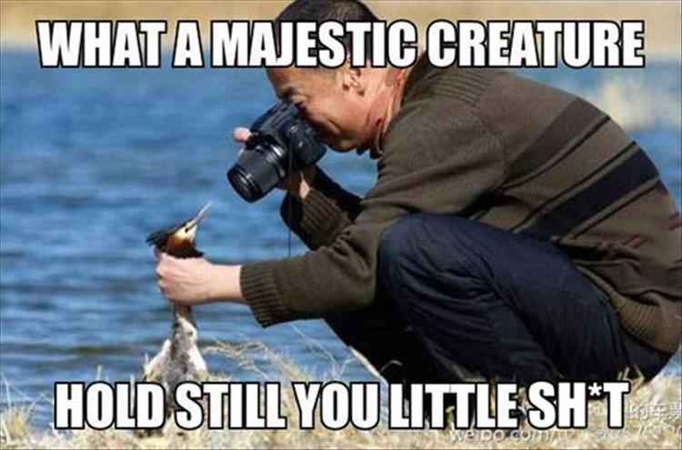 Taking a picture of a majestic creature.