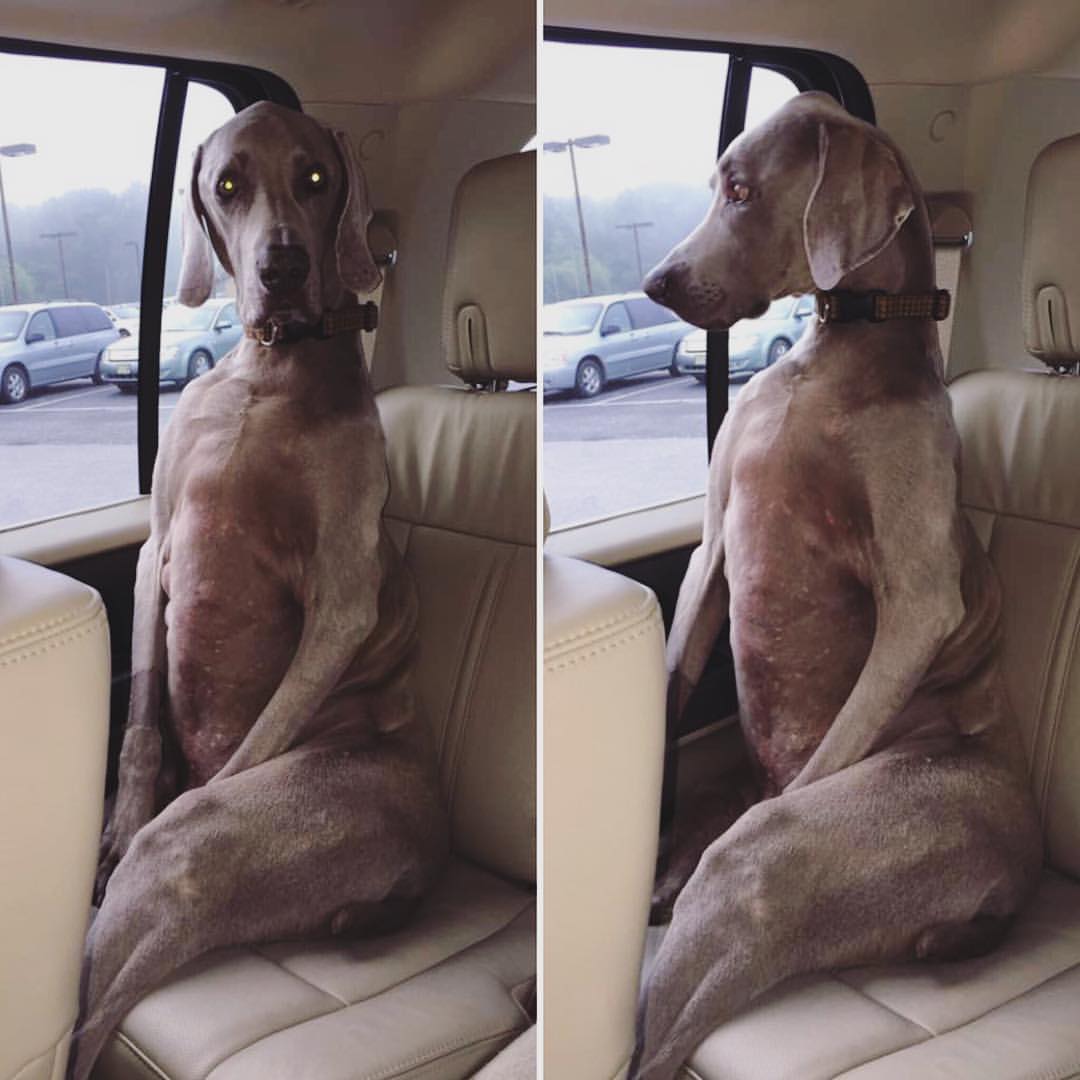 Taking the dog for a ride in the car.