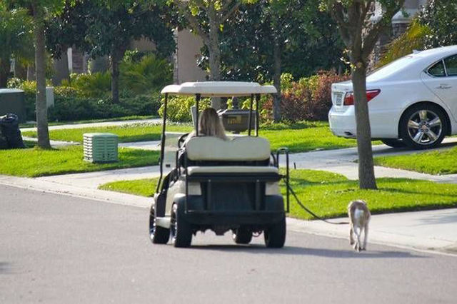 Taking your dog for a walk in a golf cart. Lazy ass.
