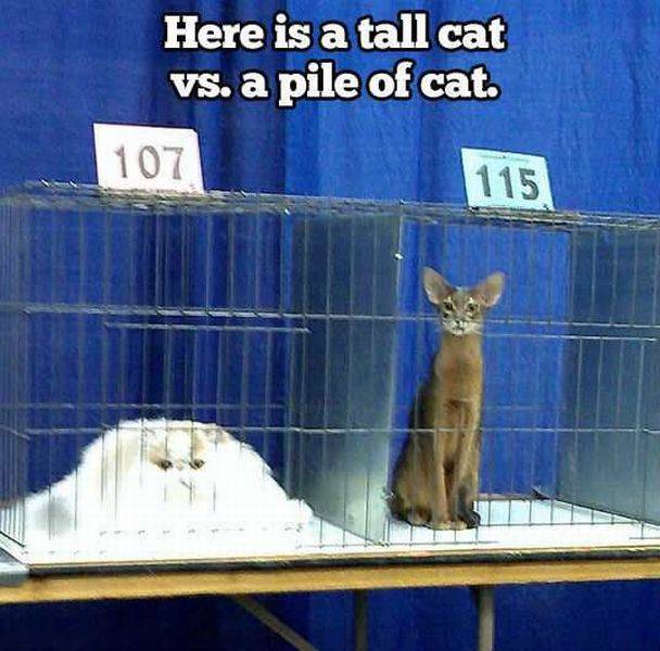 Tall cat vs. Pile of cat