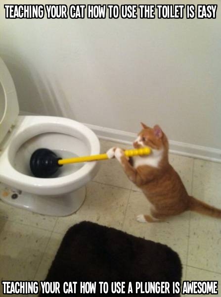 Teaching your cat how to use the toilet is easy. Teaching your cat how to use a plunger is awesome.