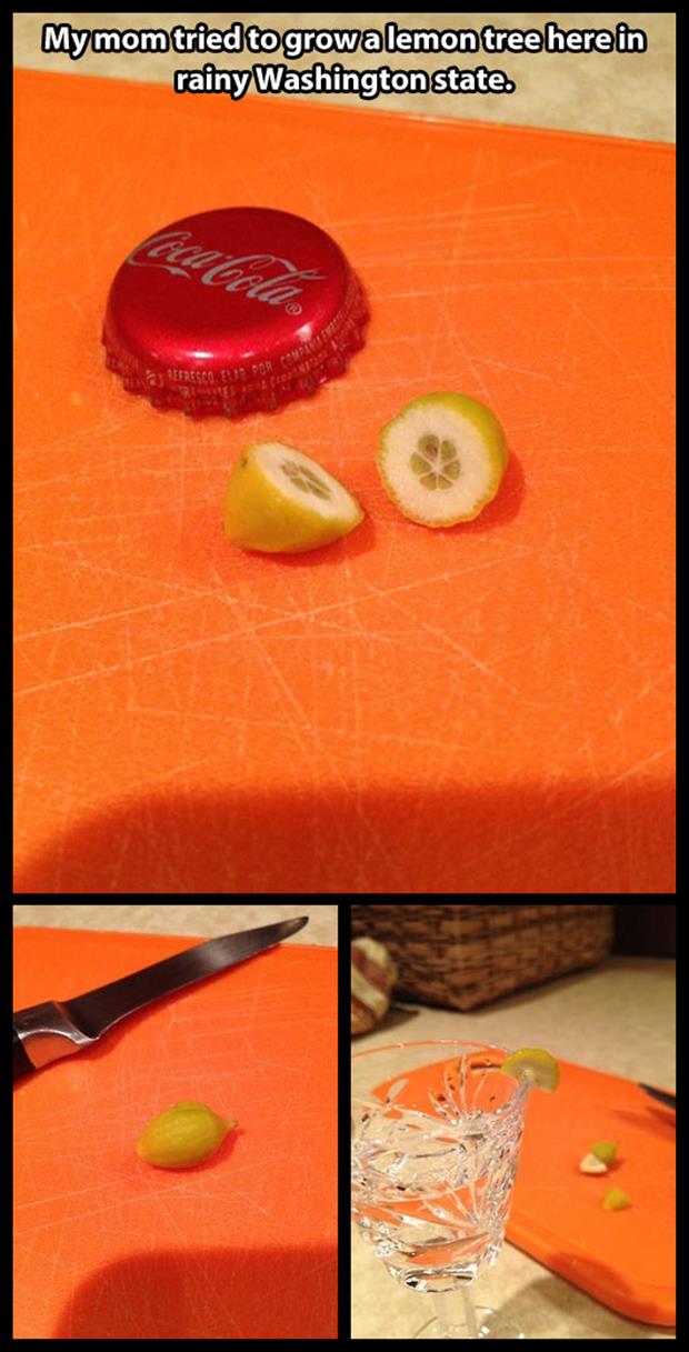 That Lemon Might Not Break Any Records But At Least They Got Some Use Out Of It