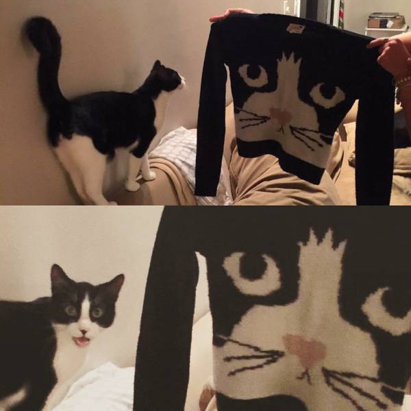 Cat seems to approve of its owners new sweater.
