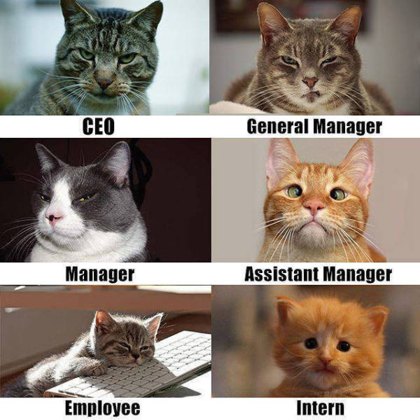 The corporate ladder demonstrated by cats.