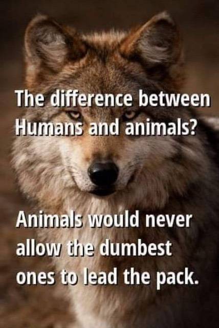 The difference between humans and animals.