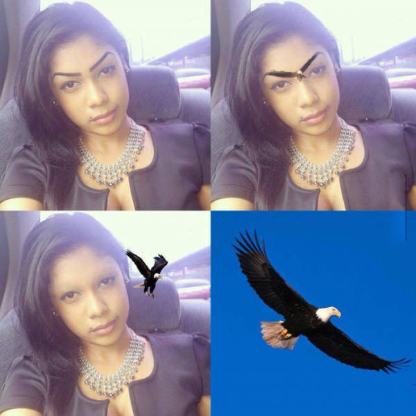 Bald eagle eyebrows.