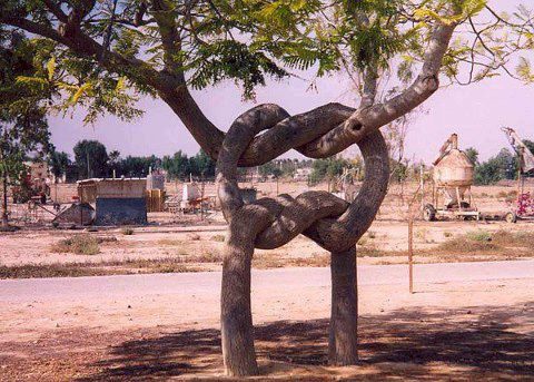 The infamous pretzel tree