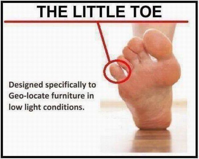 The little toe has an important purpose.