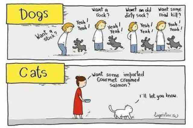 The real difference between dogs and cats.