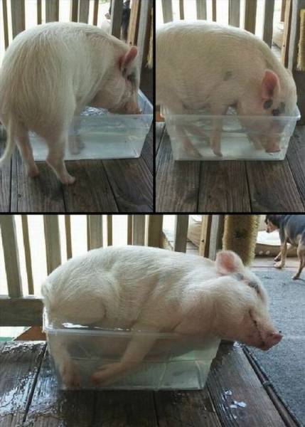 The story of the pig and the tub of water.