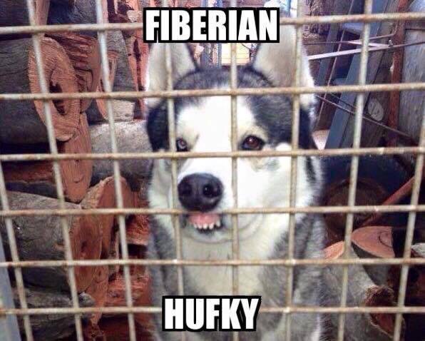 The very rare Fiberian Hufky dog breed.