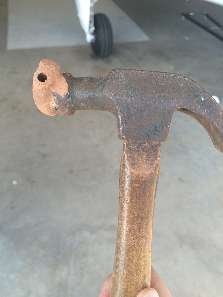 Dumbest mud dauber in the world.