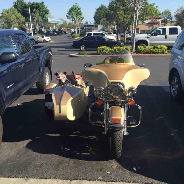 These dogs are ready to go for a cruise in the sidecar.