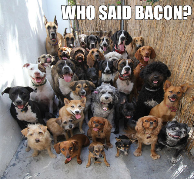 These dogs thought they heard someone say the word, Bacon!