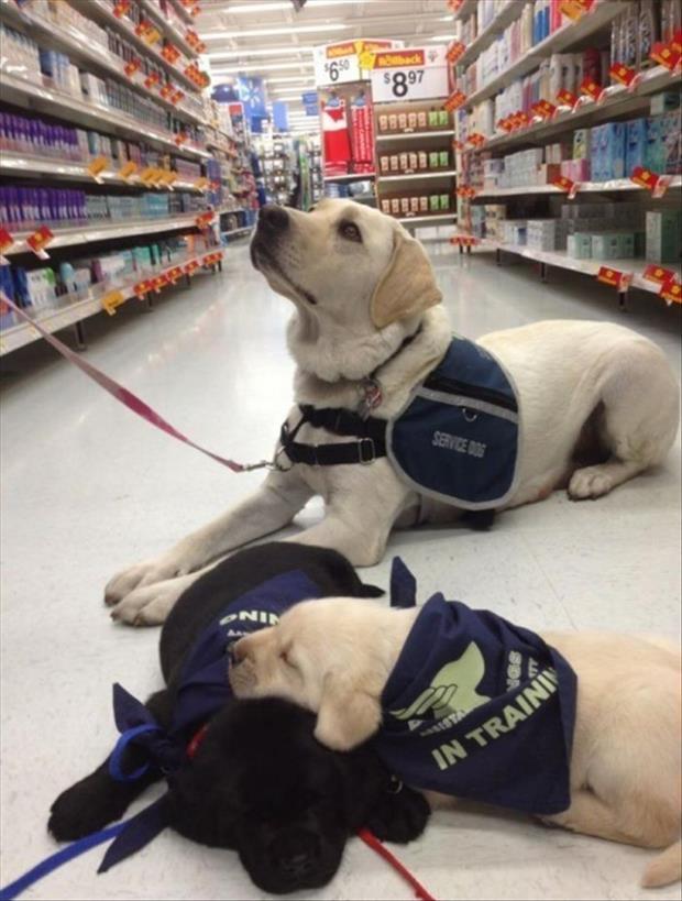 These Service Dogs In Training Still Require a Lot Of Work.