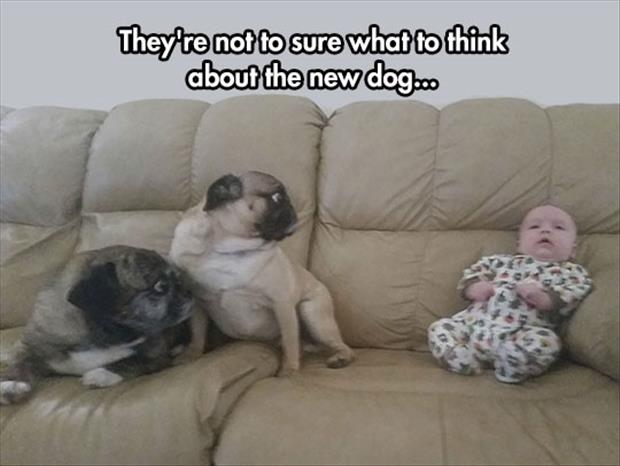 These two pugs are not sure what to think about the new addition to the family.