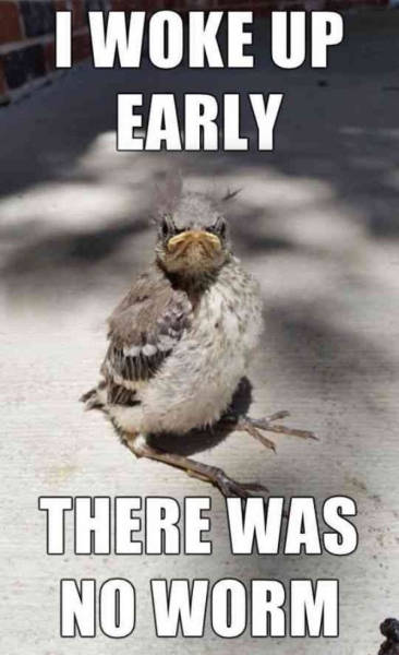 They say the early bird gets the worm.