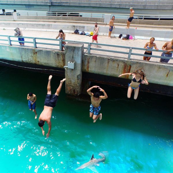 They should have looked down before they jumped to avoid the shark.