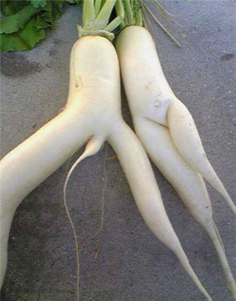 They were meant to be together from the first time their seeds touched the dirt