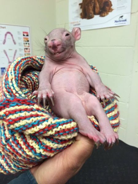 This Baby Wombat Is Cute And Creepy At The Same Time.