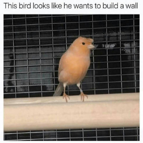 This bird looks like he wants to build a wall.