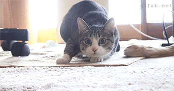 This Cat Is Doing The Shuffle Before Pouncing.