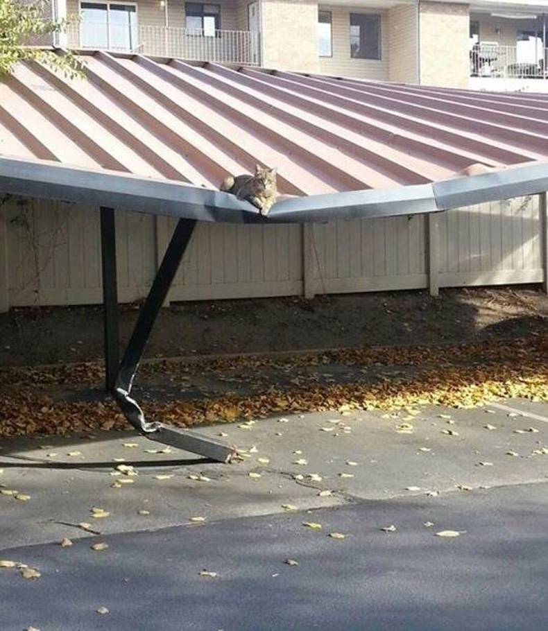 This cat is much heavier than it looks.