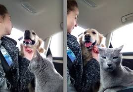 This Cat Is Not Very Happy The Dog Is Getting All The Attention