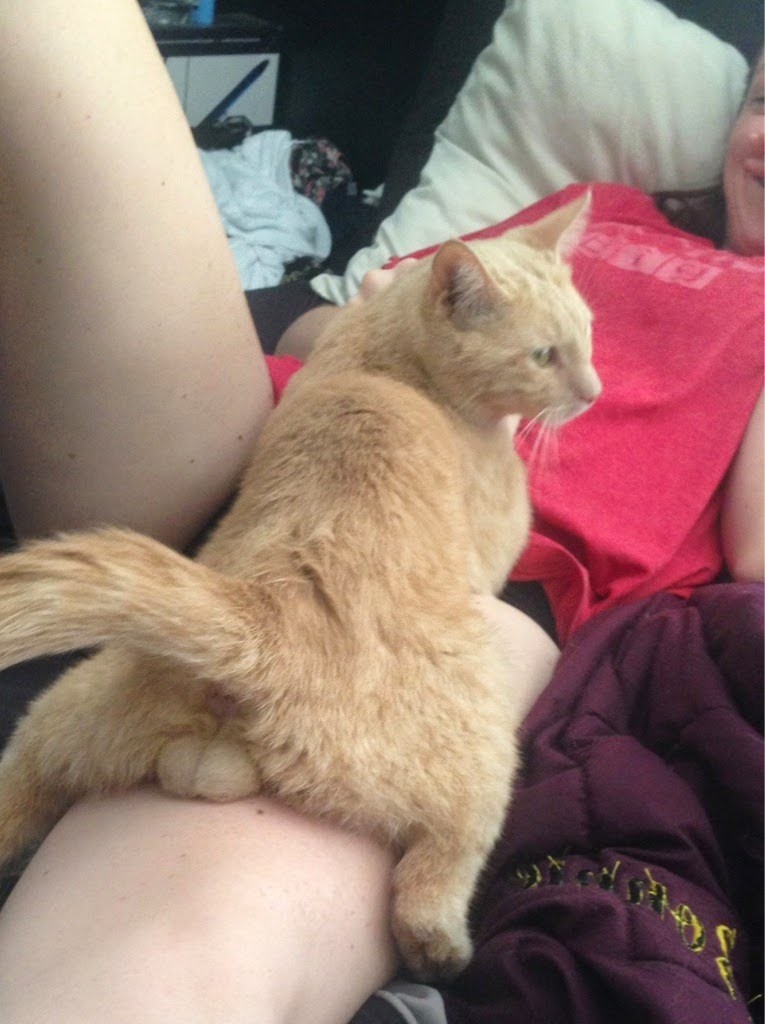 This cat is very ballsy.