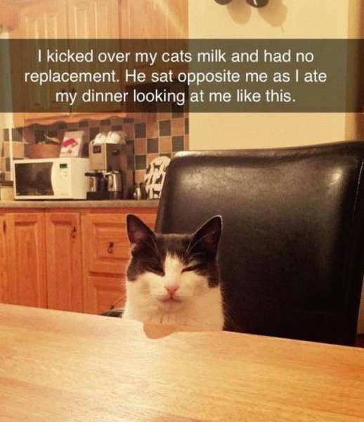 This cat isn't crying over spilled milk, but he looks really pissed.